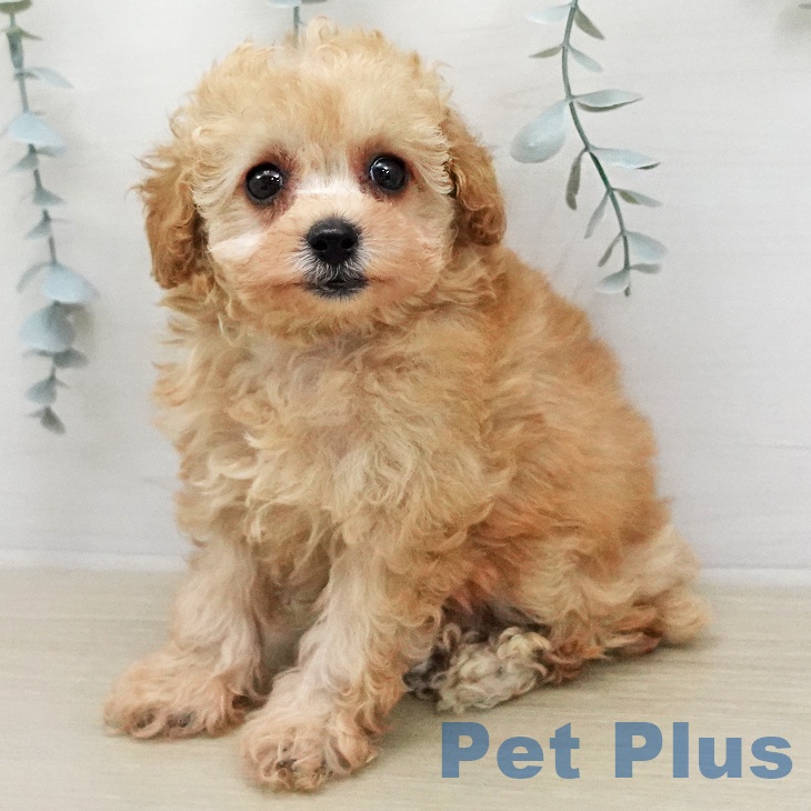 茨城県のトイプードル(トイ) (ペットプラス つくば店/2026年1月24日生まれ/女の子/アプリコット)の子犬の1枚目の画像