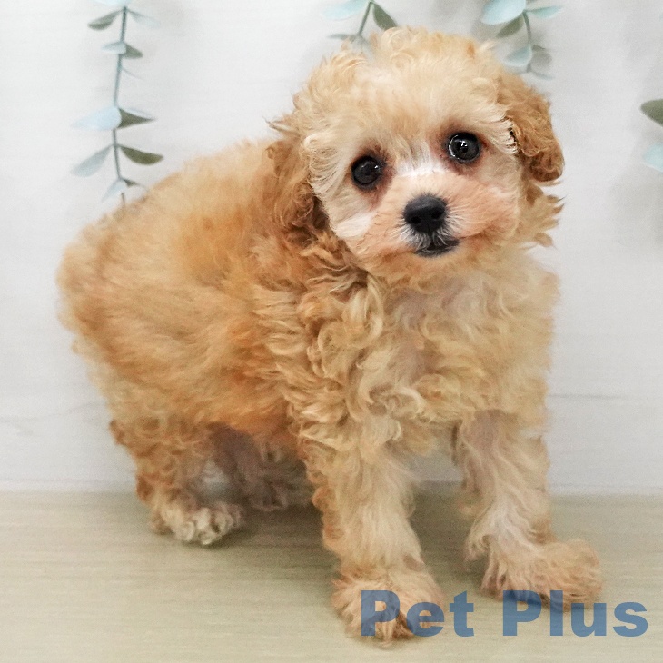 茨城県のトイプードル(トイ) (ペットプラス つくば店/2026年1月24日生まれ/女の子/アプリコット)の子犬の2枚目の画像