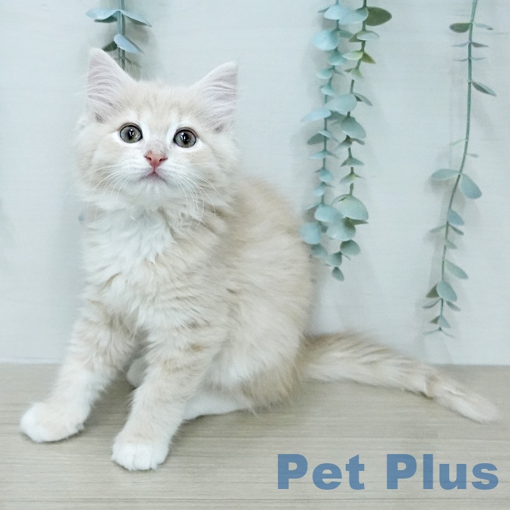 東京都のノルウェージャンフォレストキャット (ペットプラス 立川高島屋S.C.店/2026年1月31日生まれ/男の子/クリームタビーホワイト)の子猫の1枚目の画像