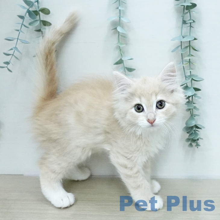 東京都のノルウェージャンフォレストキャット (ペットプラス 立川高島屋S.C.店/2026年1月31日生まれ/男の子/クリームタビーホワイト)の子猫の2枚目の画像