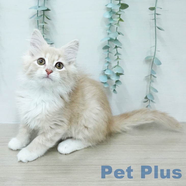 東京都のノルウェージャンフォレストキャット (ペットプラス 日の出店/2026年1月31日生まれ/女の子/クリームタビーホワイト)の子猫