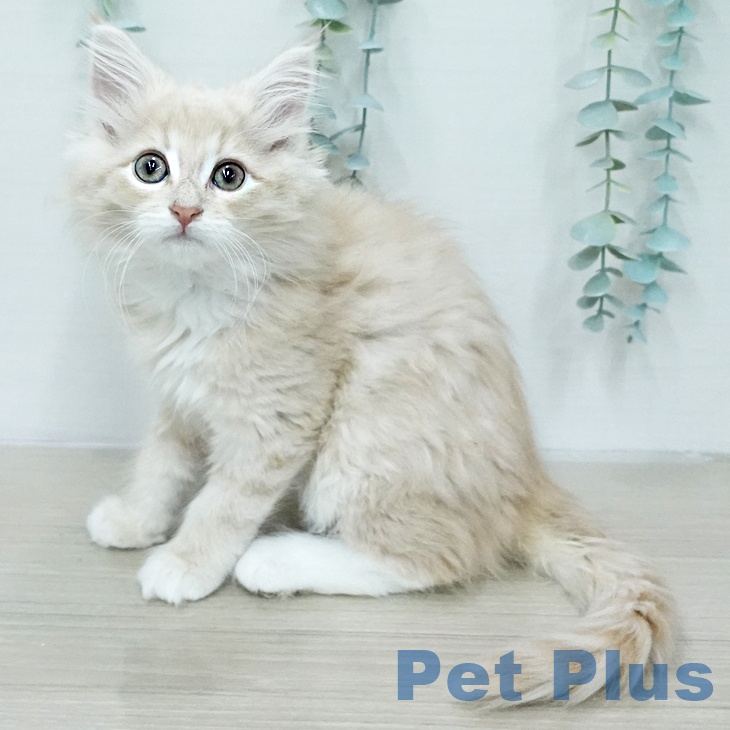 埼玉県のノルウェージャンフォレストキャット (ペットプラス 与野店/2026年1月31日生まれ/女の子/クリームタビーホワイト)の子猫の1枚目の画像