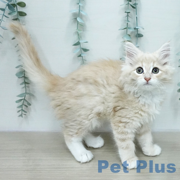 埼玉県のノルウェージャンフォレストキャット (ペットプラス 与野店/2026年1月31日生まれ/女の子/クリームタビーホワイト)の子猫の2枚目の画像