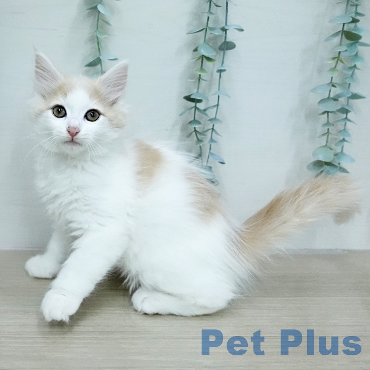 ノルウェージャンフォレストキャット