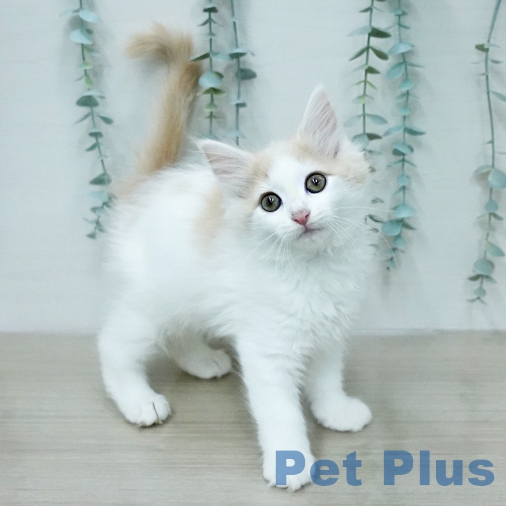 ノルウェージャンフォレストキャットの写真2