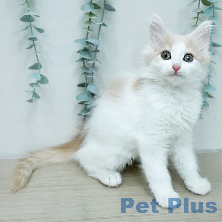 ノルウェージャンフォレストキャット