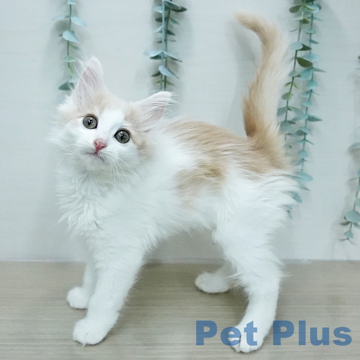 ノルウェージャンフォレストキャットの写真2