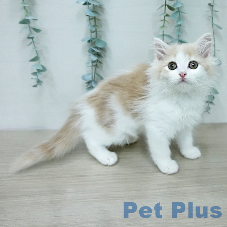 ノルウェージャンフォレストキャット