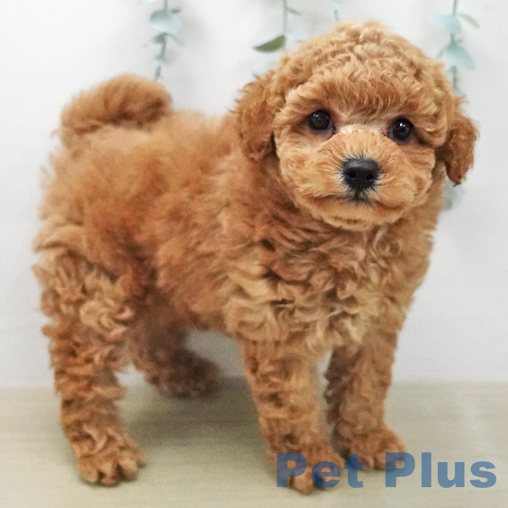 神奈川県のトイプードル(トイ) (ペットプラス 新百合丘店/2026年1月30日生まれ/男の子/レッド)の子犬