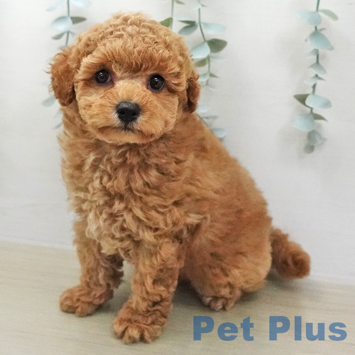 神奈川県のトイプードル(トイ) (ペットプラス 新百合丘店/2026年1月30日生まれ/男の子/レッド)の子犬の2枚目の画像