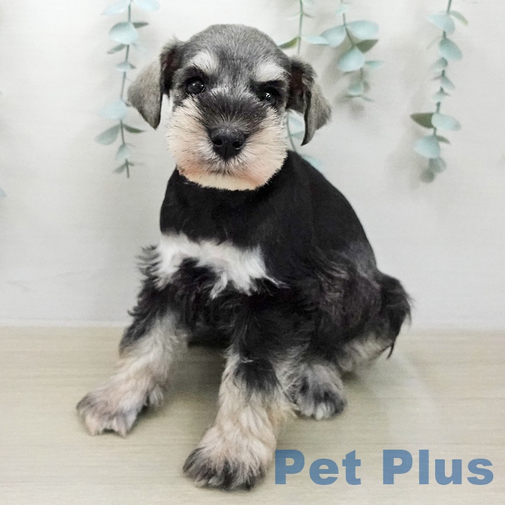 埼玉県のミニチュアシュナウザー (ペットプラス コクーンシティ店/2026年1月30日生まれ/男の子/ソルトペッパー)の子犬の1枚目の画像
