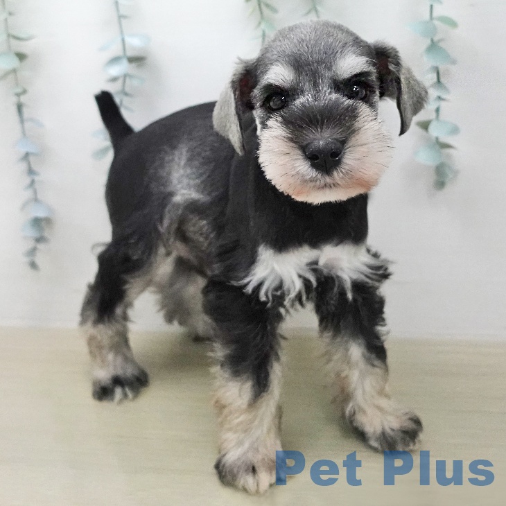 埼玉県のミニチュアシュナウザー (ペットプラス コクーンシティ店/2026年1月30日生まれ/男の子/ソルトペッパー)の子犬の2枚目の画像