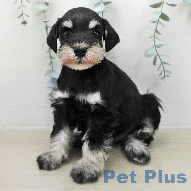 福島県のミニチュアシュナウザー (ペットプラス 福島店/2026年1月30日生まれ/男の子/ブラックシルバー)の子犬の1枚目の画像