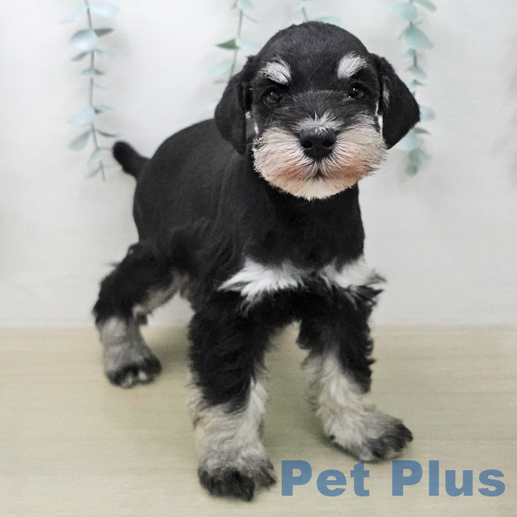 福島県のミニチュアシュナウザー (ペットプラス 福島店/2026年1月30日生まれ/男の子/ブラックシルバー)の子犬の2枚目の画像