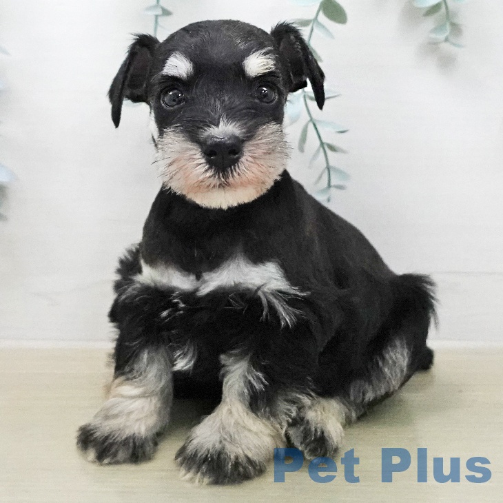 東京都のミニチュアシュナウザー (ペットプラス 板橋店/2026年1月30日生まれ/女の子/ブラックシルバー)の子犬の1枚目の画像