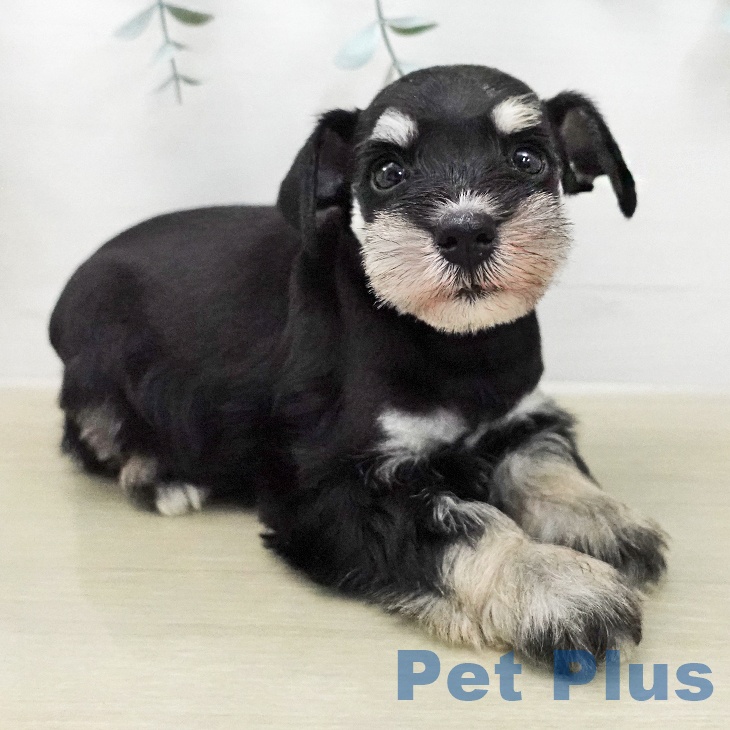 東京都のミニチュアシュナウザー (ペットプラス 板橋店/2026年1月30日生まれ/女の子/ブラックシルバー)の子犬の2枚目の画像