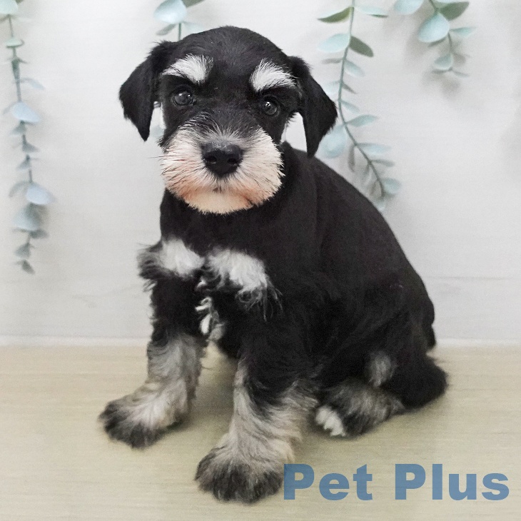 長野県のミニチュアシュナウザー (ペットプラス 上田店/2026年1月30日生まれ/女の子/ブラックシルバー)の子犬の1枚目の画像