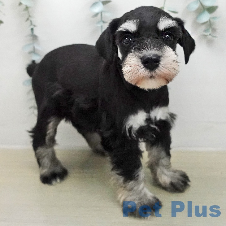 長野県のミニチュアシュナウザー (ペットプラス 上田店/2026年1月30日生まれ/女の子/ブラックシルバー)の子犬の2枚目の画像