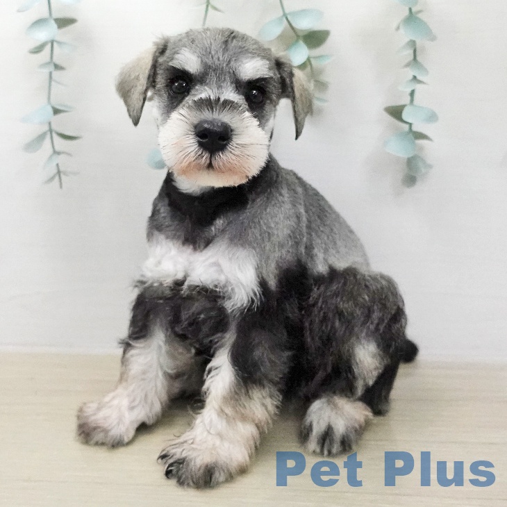 茨城県のミニチュアシュナウザー (ペッツワン 阿見店/2026年1月30日生まれ/女の子/ソルトペッパー)の子犬の1枚目の画像
