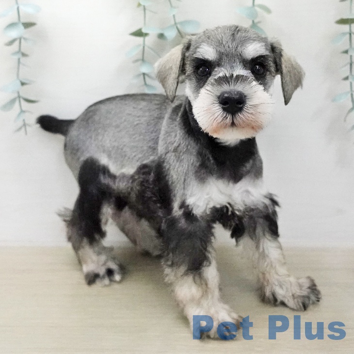 茨城県のミニチュアシュナウザー (ペッツワン 阿見店/2026年1月30日生まれ/女の子/ソルトペッパー)の子犬の2枚目の画像