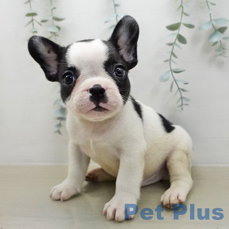 岩手県のフレンチブルドッグ (ペットプラス 盛岡南店/2026年1月29日生まれ/男の子/パイド)の子犬の1枚目の画像