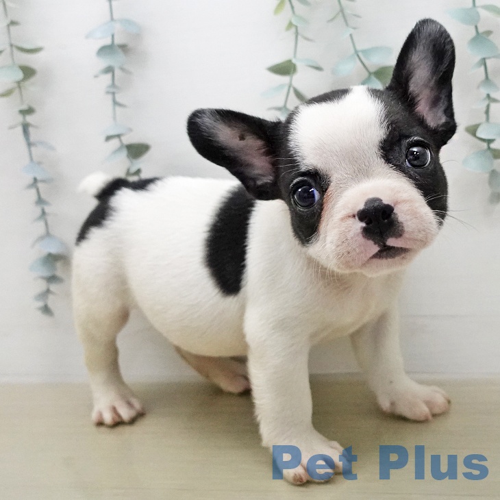 岩手県のフレンチブルドッグ (ペットプラス 盛岡南店/2026年1月29日生まれ/男の子/パイド)の子犬の2枚目の画像