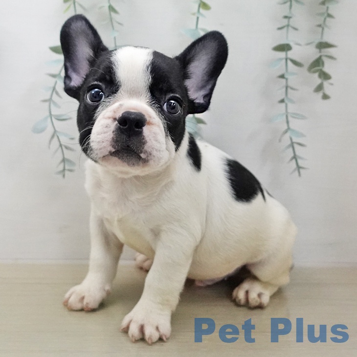 福島県のフレンチブルドッグ (ペットプラス 福島店/2026年1月29日生まれ/男の子/パイド)の子犬の1枚目の画像