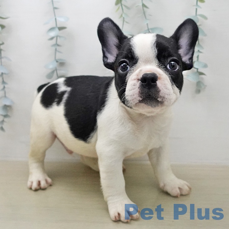 福島県のフレンチブルドッグ (ペットプラス 福島店/2026年1月29日生まれ/男の子/パイド)の子犬の2枚目の画像