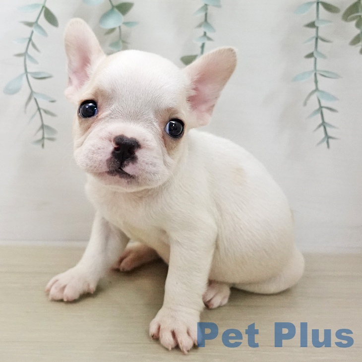 埼玉県のフレンチブルドッグ (ペットプラス 羽生店/2026年1月29日生まれ/男の子/パイド)の子犬