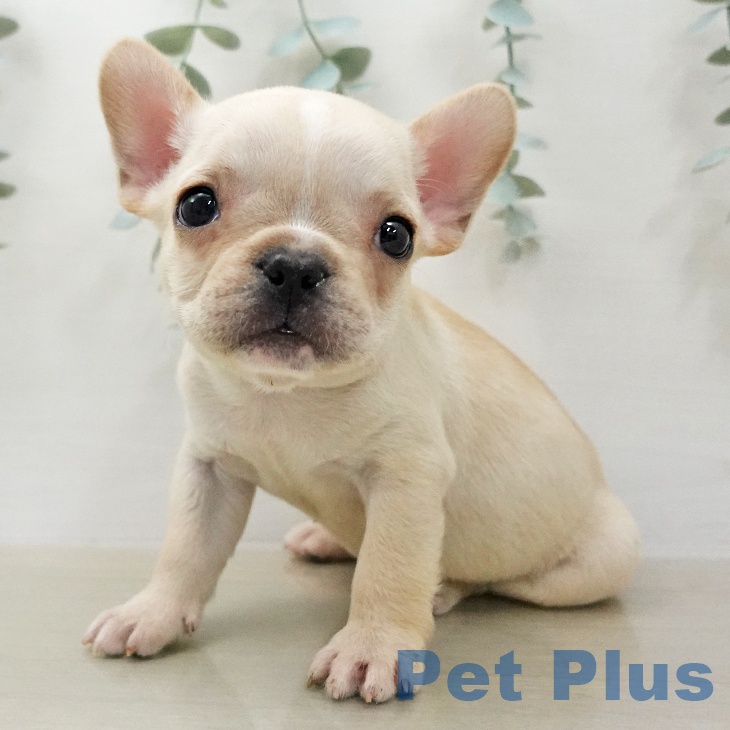 フレンチ・ブルドッグの写真2