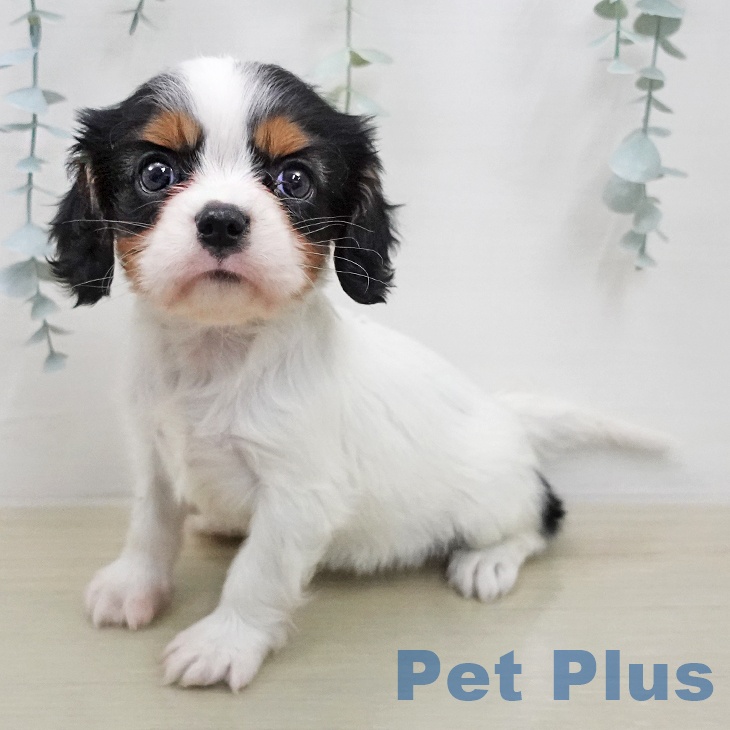 キャバリア・キングチャールズ・スパニエル