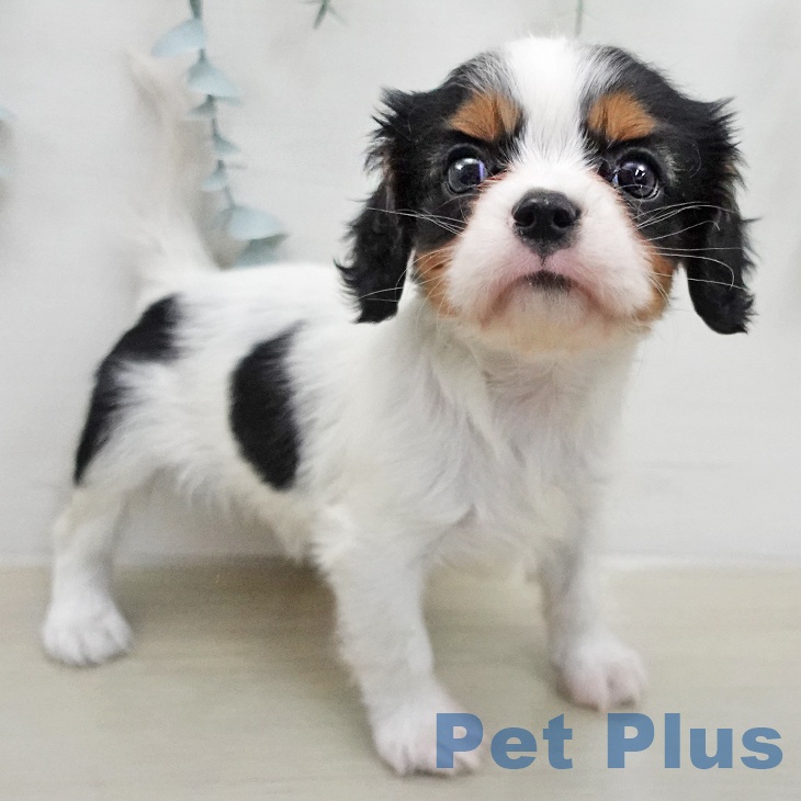 キャバリア・キングチャールズ・スパニエルの写真2