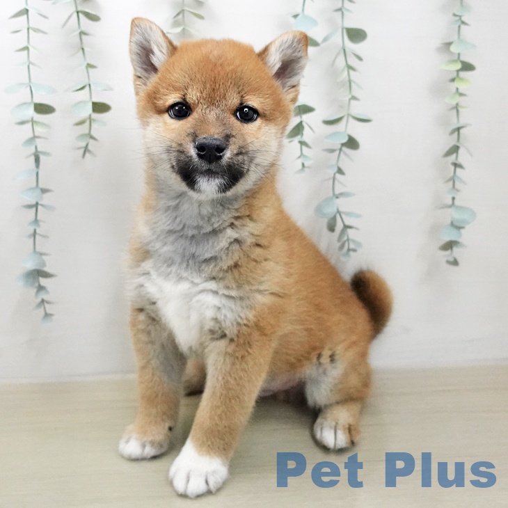 埼玉県の柴犬(標準サイズ) (ペットプラス 川口店/2026年1月31日生まれ/男の子/赤)の子犬の1枚目の画像