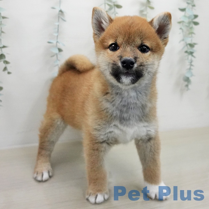 埼玉県の柴犬(標準サイズ) (ペットプラス 川口店/2026年1月31日生まれ/男の子/赤)の子犬の2枚目の画像