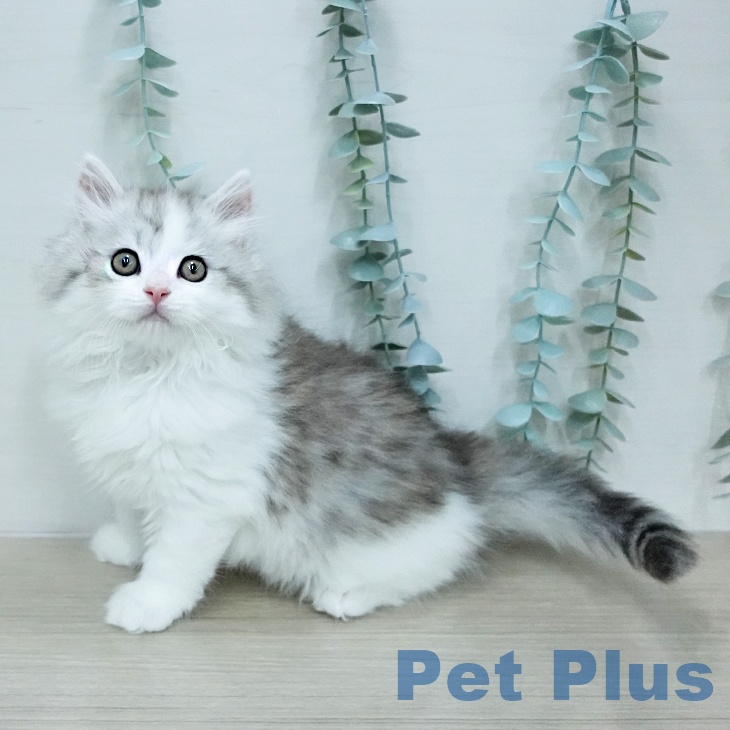埼玉県のサイベリアン (ペッツワン 吉川美南店/2026年1月31日生まれ/男の子/シルバータビーホワイト)の子猫の1枚目の画像