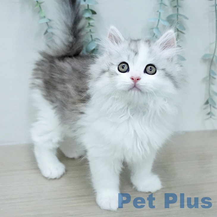 埼玉県のサイベリアン (ペッツワン 吉川美南店/2026年1月31日生まれ/男の子/シルバータビーホワイト)の子猫の2枚目の画像