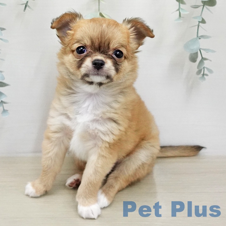 東京都のチワワ(ロング) (ペットプラス MARK IS 葛飾かなまち店/2026年2月1日生まれ/男の子/フォーンホワイト)の子犬