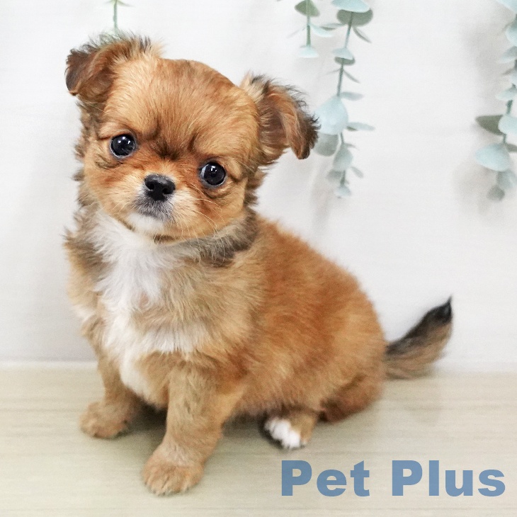 千葉県のチワワ(ロング) (ペットプラス 幕張新都心店/2026年1月31日生まれ/女の子/フォーン)の子犬の1枚目の画像