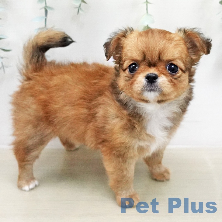 千葉県のチワワ(ロング) (ペットプラス 幕張新都心店/2026年1月31日生まれ/女の子/フォーン)の子犬の2枚目の画像