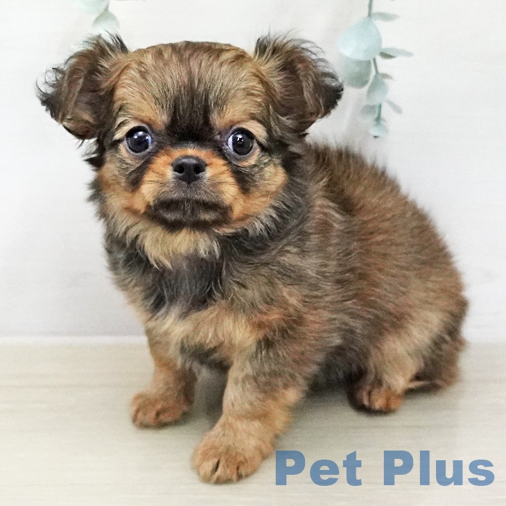 埼玉県のチワワ(ロング) (ペットプラス 川口店/2026年1月31日生まれ/女の子/レッドホワイト)の子犬の1枚目の画像