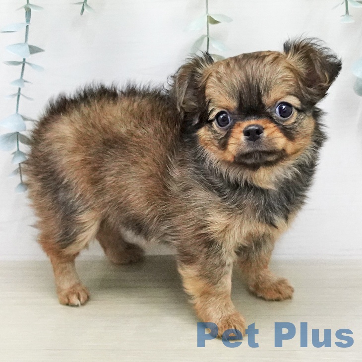 埼玉県のチワワ(ロング) (ペットプラス 川口店/2026年1月31日生まれ/女の子/レッドホワイト)の子犬の2枚目の画像