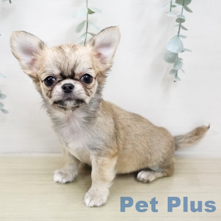 千葉県のチワワ(ロング) (ペットプラス ユーカリが丘店/2026年1月26日生まれ/男の子/フォーンホワイト)の子犬の1枚目の画像