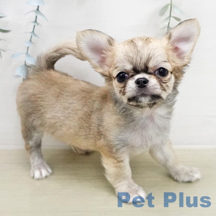 千葉県のチワワ(ロング) (ペットプラス ユーカリが丘店/2026年1月26日生まれ/男の子/フォーンホワイト)の子犬の2枚目の画像