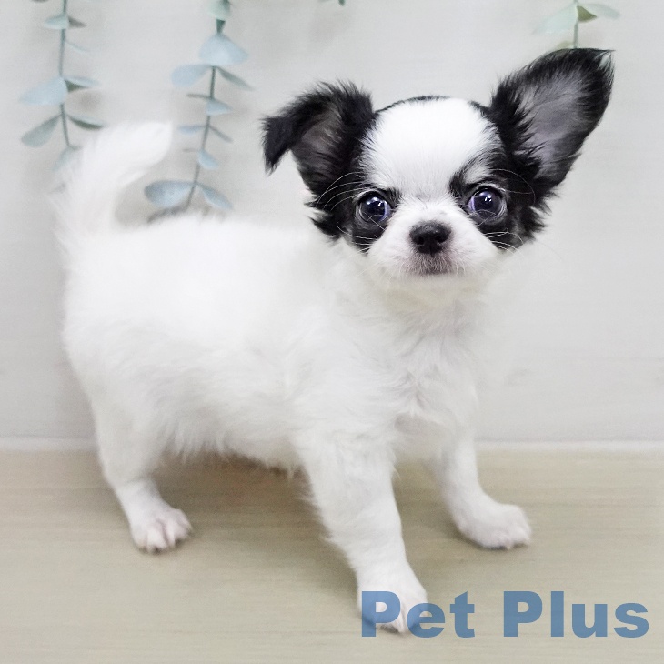 埼玉県のチワワ(ロング) (ペットプラス 羽生店/2026年1月26日生まれ/女の子/ホワイトブラック)の子犬の1枚目の画像