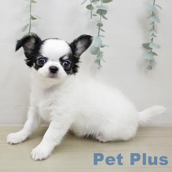 埼玉県のチワワ(ロング) (ペットプラス 羽生店/2026年1月26日生まれ/女の子/ホワイトブラック)の子犬の2枚目の画像