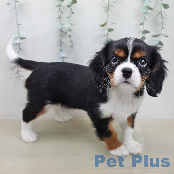 キャバリア・キングチャールズ・スパニエル