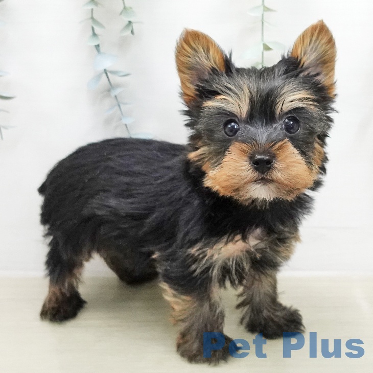 長野県のヨークシャーテリア (ペットプラス 上田店/2026年1月22日生まれ/男の子/スチールブルータン)の子犬の1枚目の画像