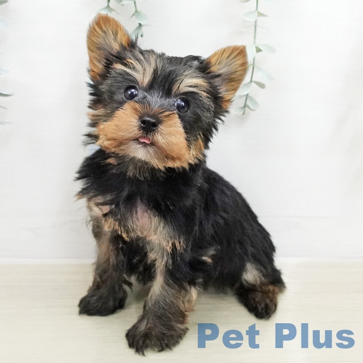 長野県のヨークシャーテリア (ペットプラス 上田店/2026年1月22日生まれ/男の子/スチールブルータン)の子犬の2枚目の画像