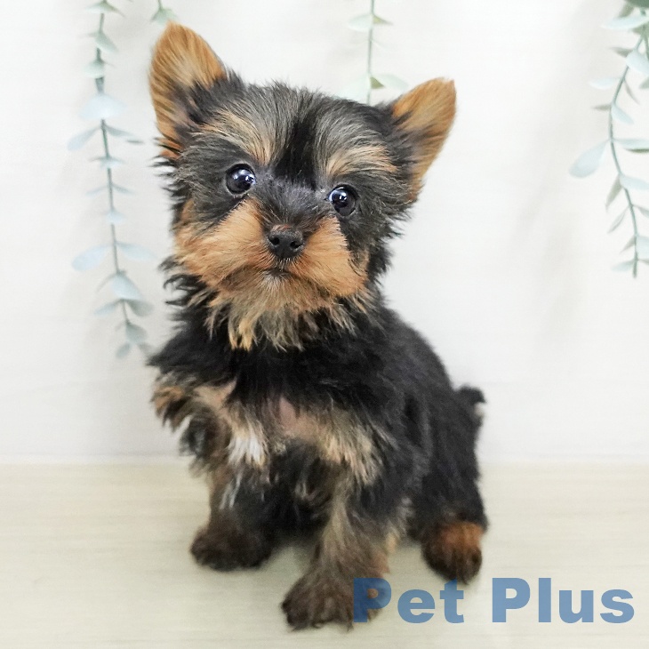 埼玉県のヨークシャーテリア (ペットプラス ららぽーと富士見店/2026年1月22日生まれ/女の子/スチールブルータン)の子犬の1枚目の画像