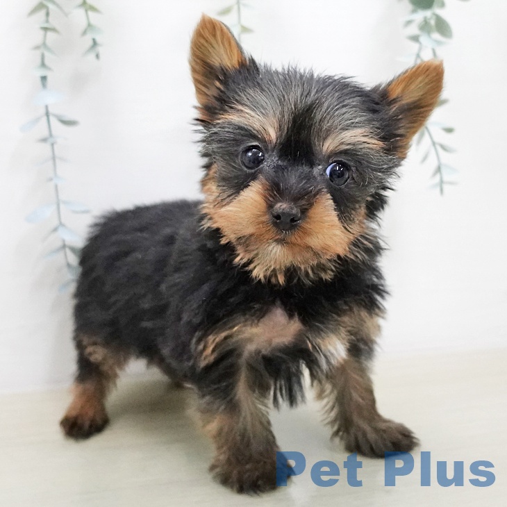 埼玉県のヨークシャーテリア (ペットプラス ららぽーと富士見店/2026年1月22日生まれ/女の子/スチールブルータン)の子犬の2枚目の画像